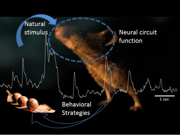 Neural circuits for natural behaviors